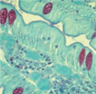 Hede8080包埋樹(shù)脂試劑盒